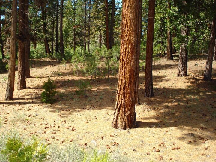 Property Photo:  745 Blacktail Ridge  CA 96122 