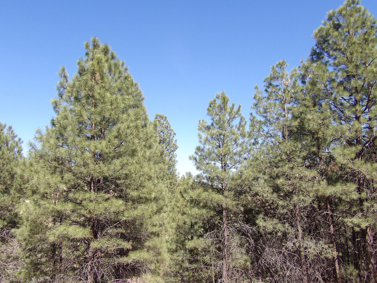 Property Photo: 1601 Moqui Drive AZ 86024