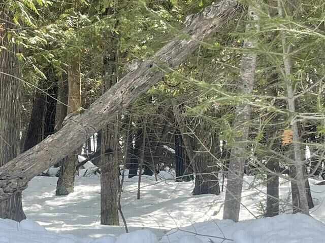 Property Photo:  3.08 Ac E Huron  MI 49775 