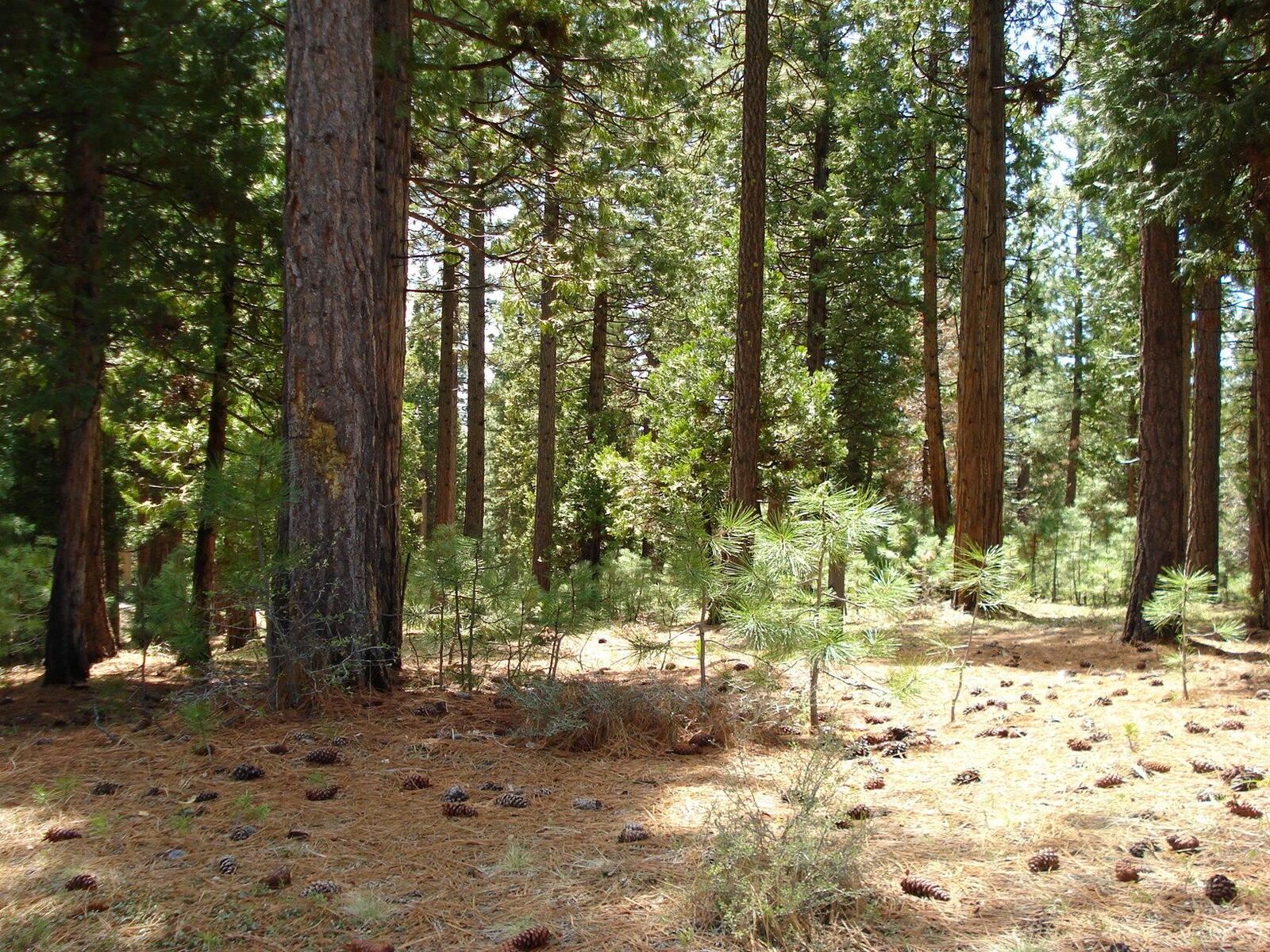 Property Photo: 745 Blacktail Ridge CA 96122