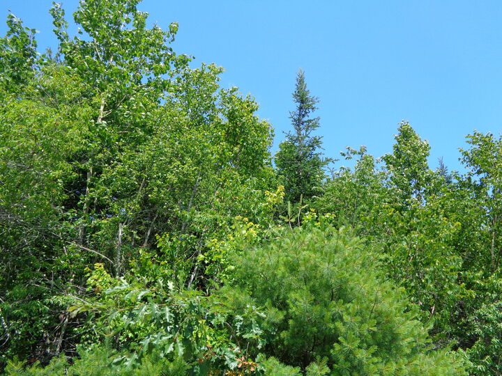 Property Photo: Lot 10 Bailey Mountain Road ME 04634