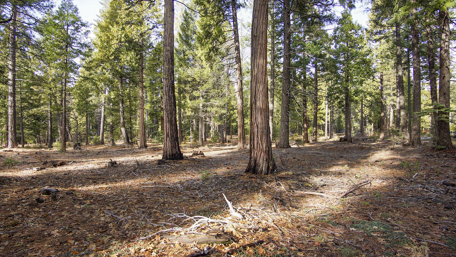 Property Photo:  Lot 3 Ritts Mill Road  CA 96088 