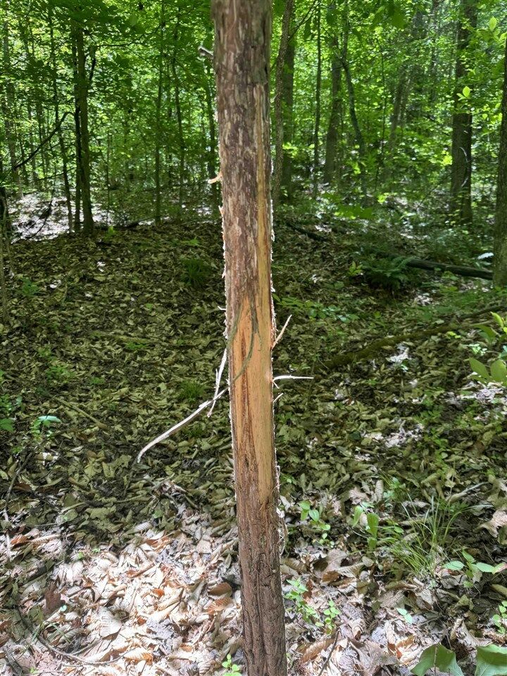 Property Photo:  0 State Route 919  KY 42343 