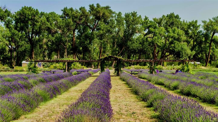 Property Photo:  Purple Adobe Lavender Far 25 Private Drive  1622  NM 87510 