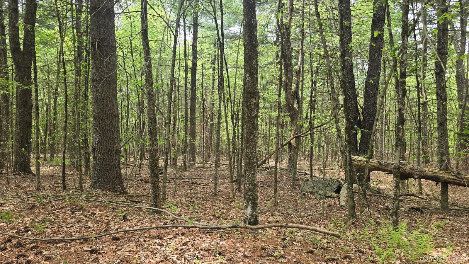 Property Photo:  Starlight Drive  NY 12701 