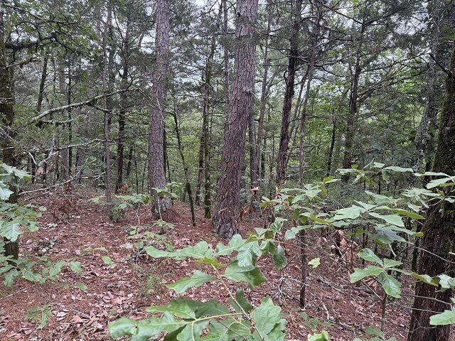 Property Photo: 1031 Old Dolph Road AR 72519