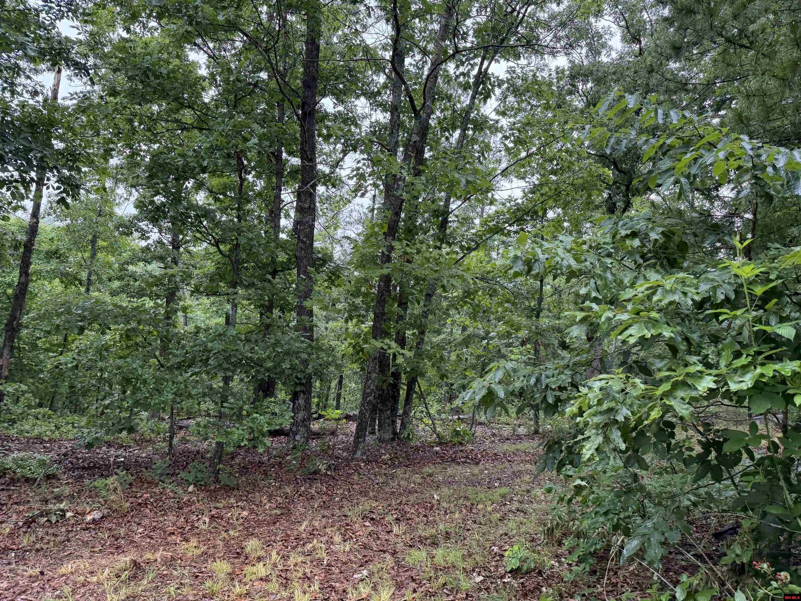 Property Photo: Off Of Morgan Cave Road AR 72601