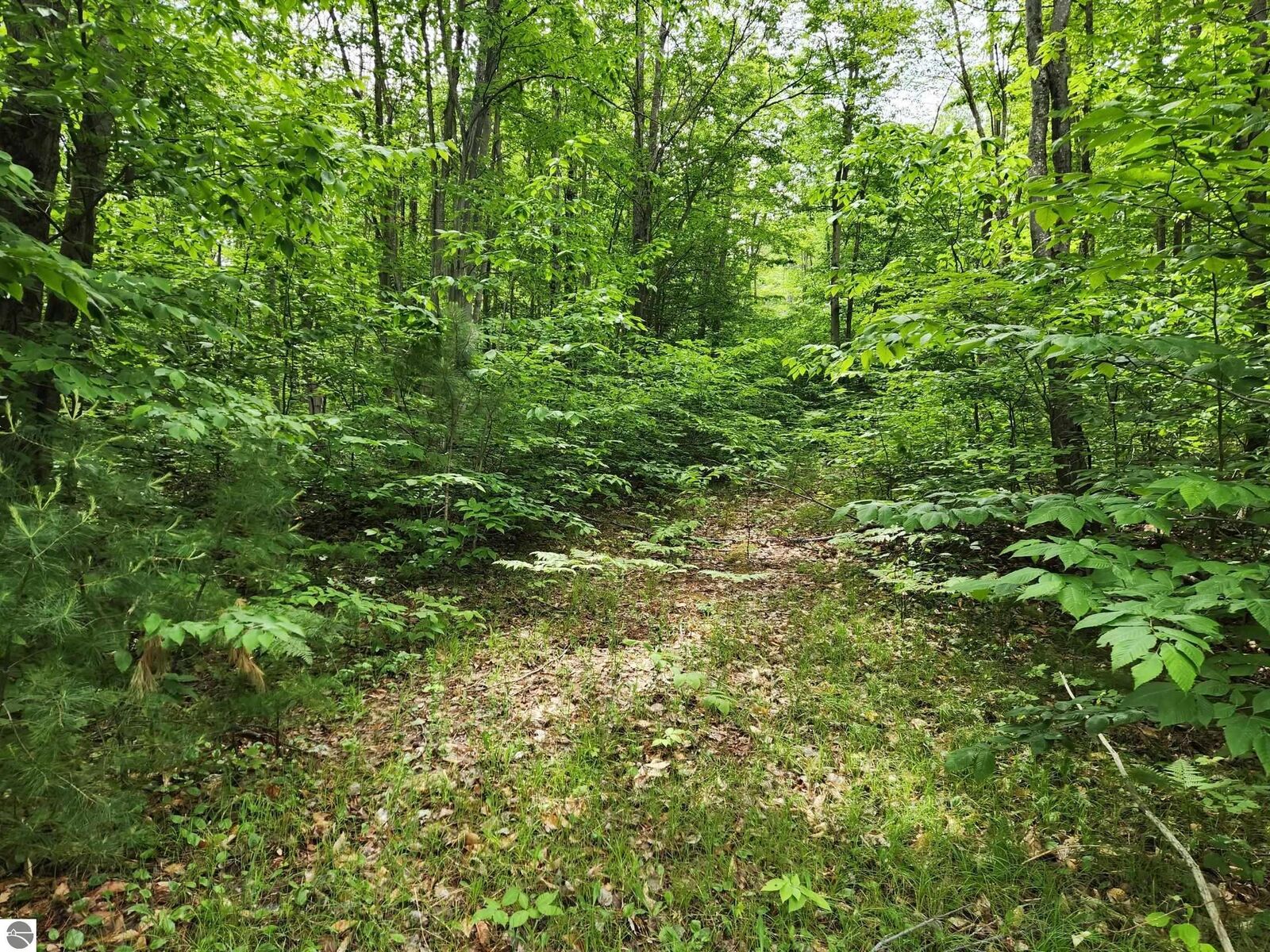 Property Photo: 10 Acres Blue Lake Road, NE MI 49646