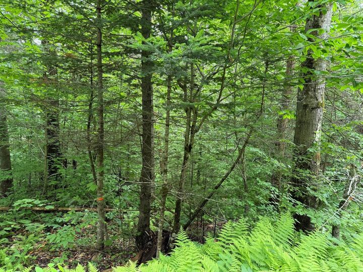 Property Photo: 219 Woodbury Mountain Road VT 05648