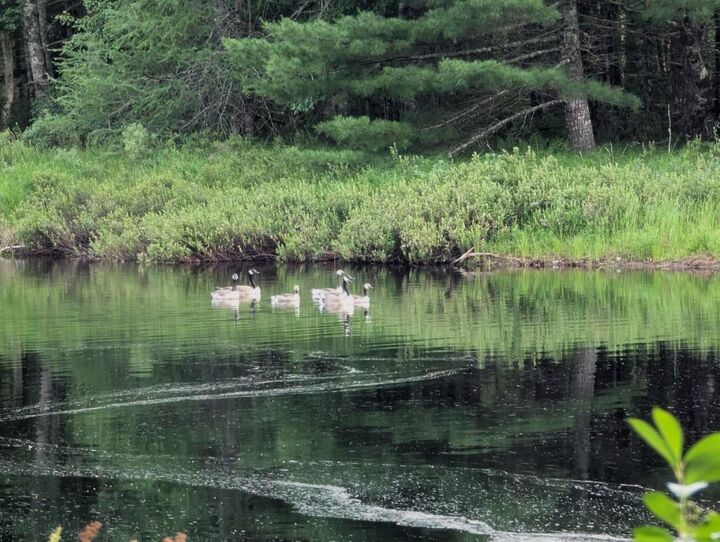 Property Photo:  Lot Highway 203  NS B0T 1W0 
