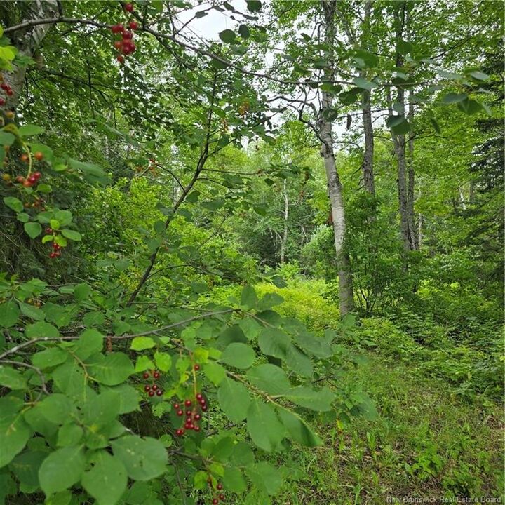 Property Photo:  608 Rte 322  NB E8K 2W4 