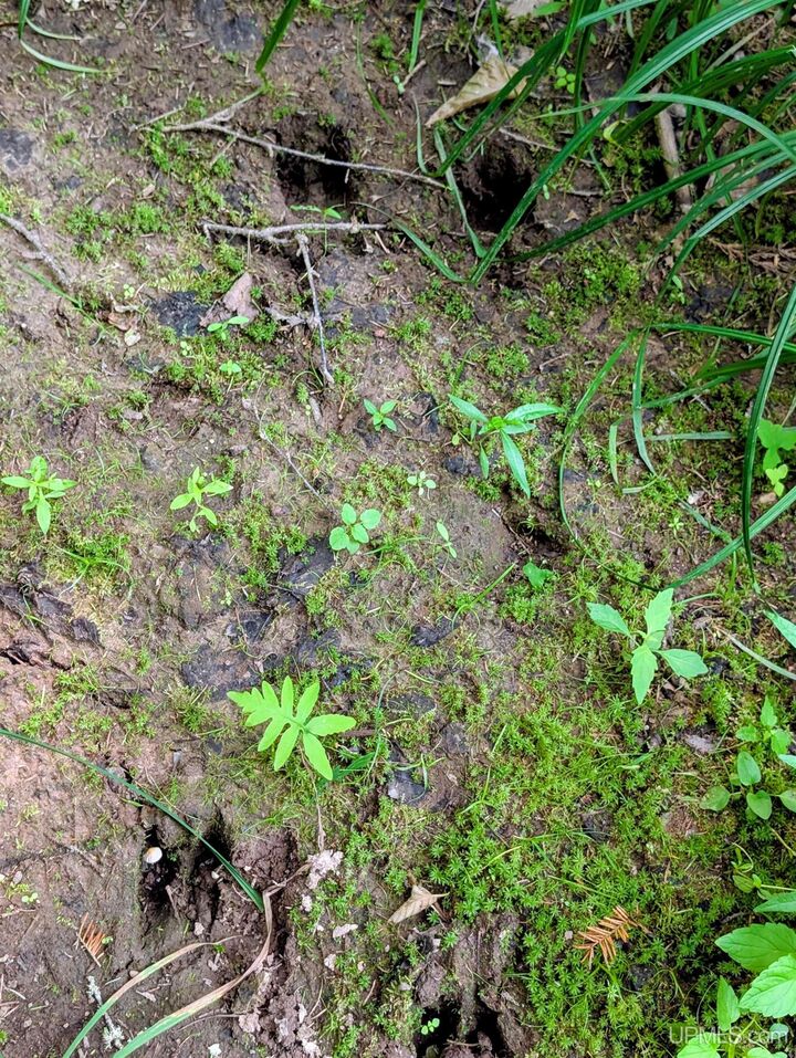 Property Photo:  160 Acres Camp Gibbs Road  MI 49935 