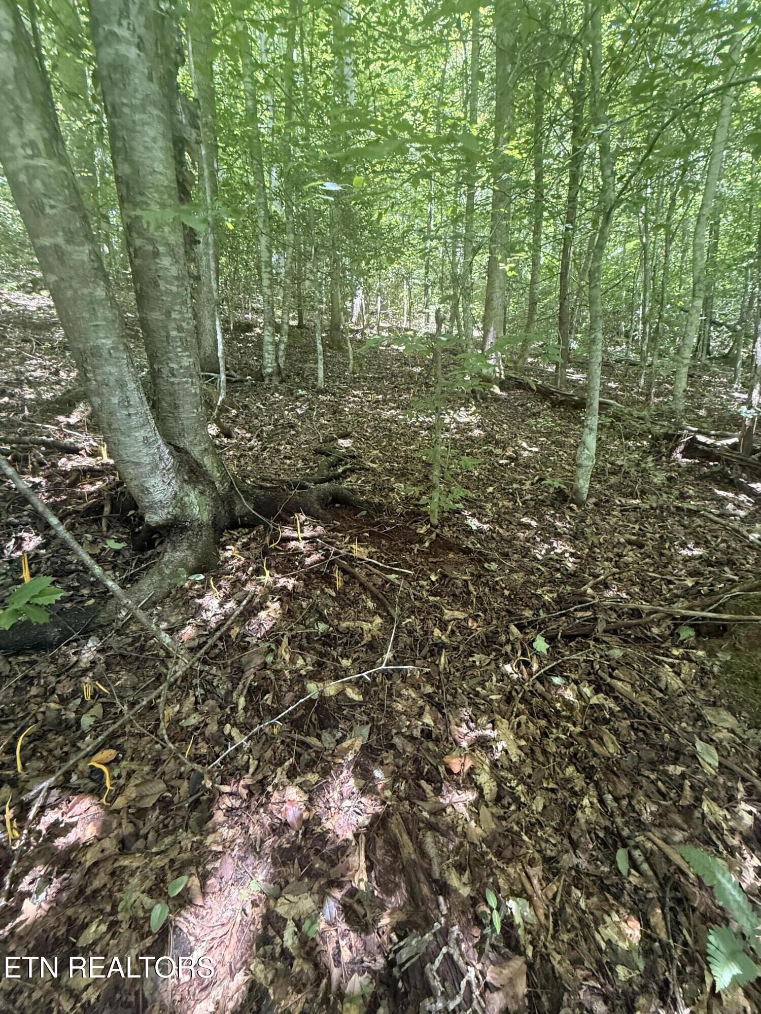 Property Photo: 0 Suttons Rd TN 37876