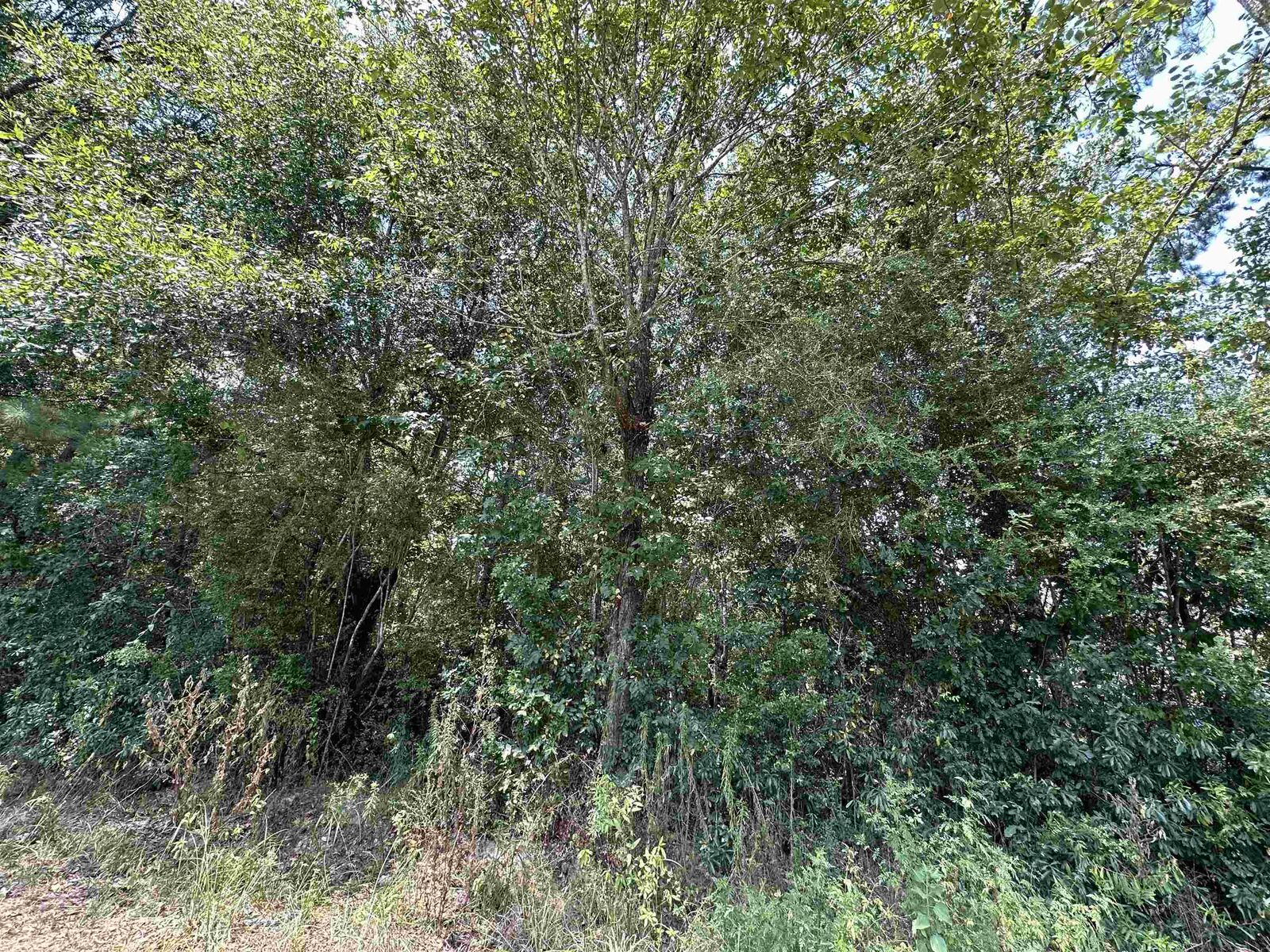 Property Photo: Lot 4 Oleander TX 77657