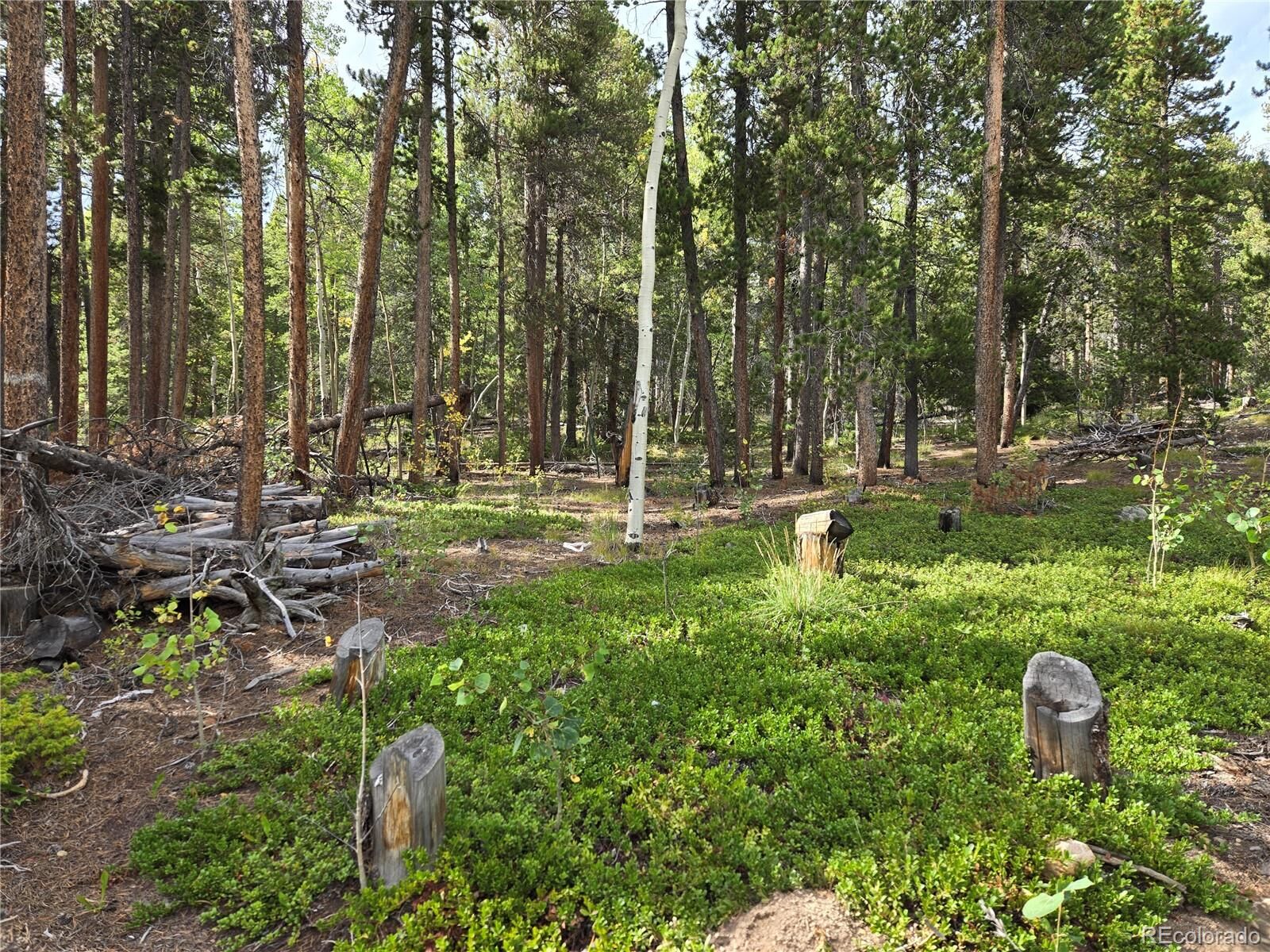Property Photo:  001 Tiber  CO 80422 