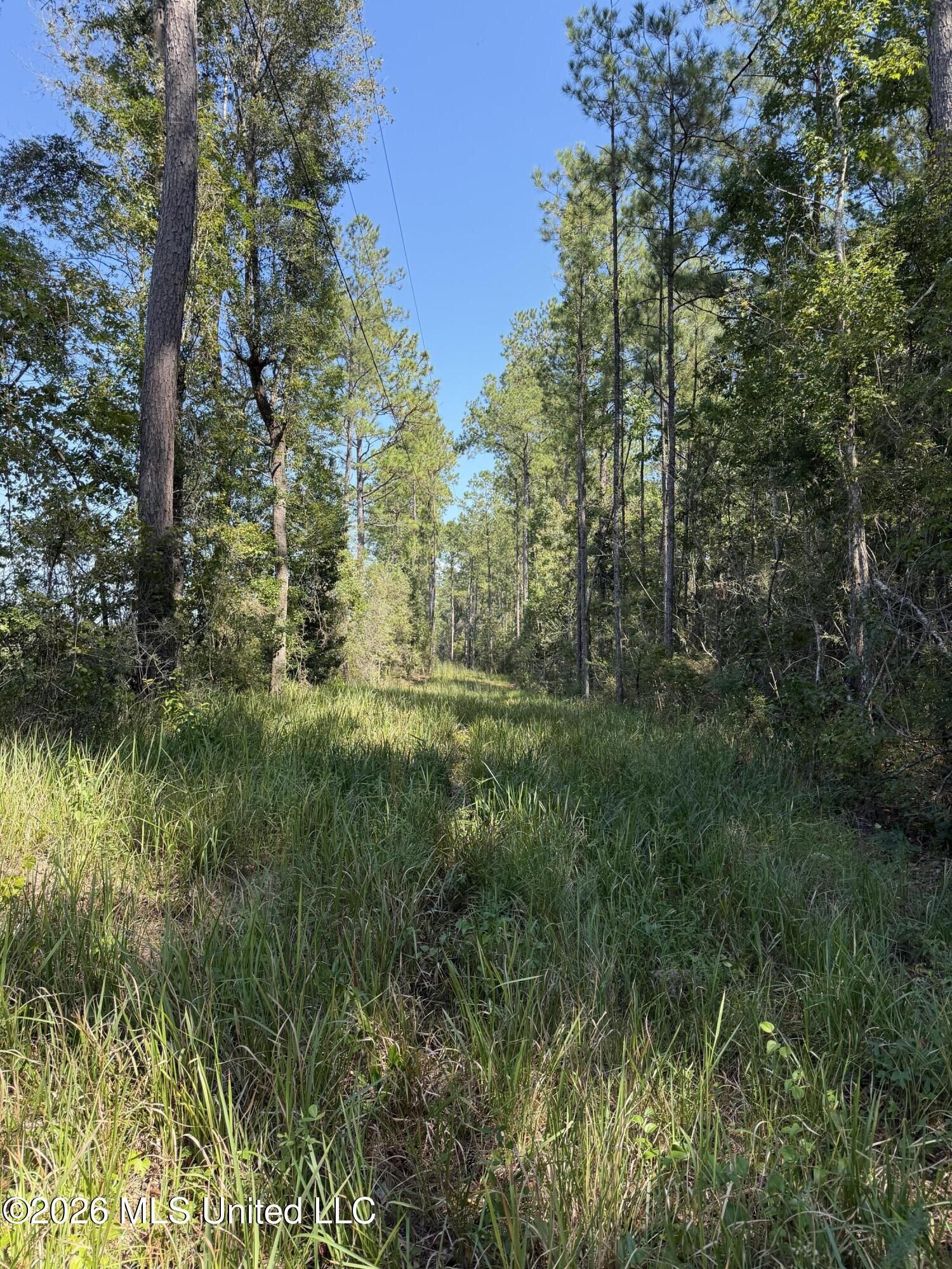 Property Photo:  60 Acres Firth Littlefield Road  MS 39452 