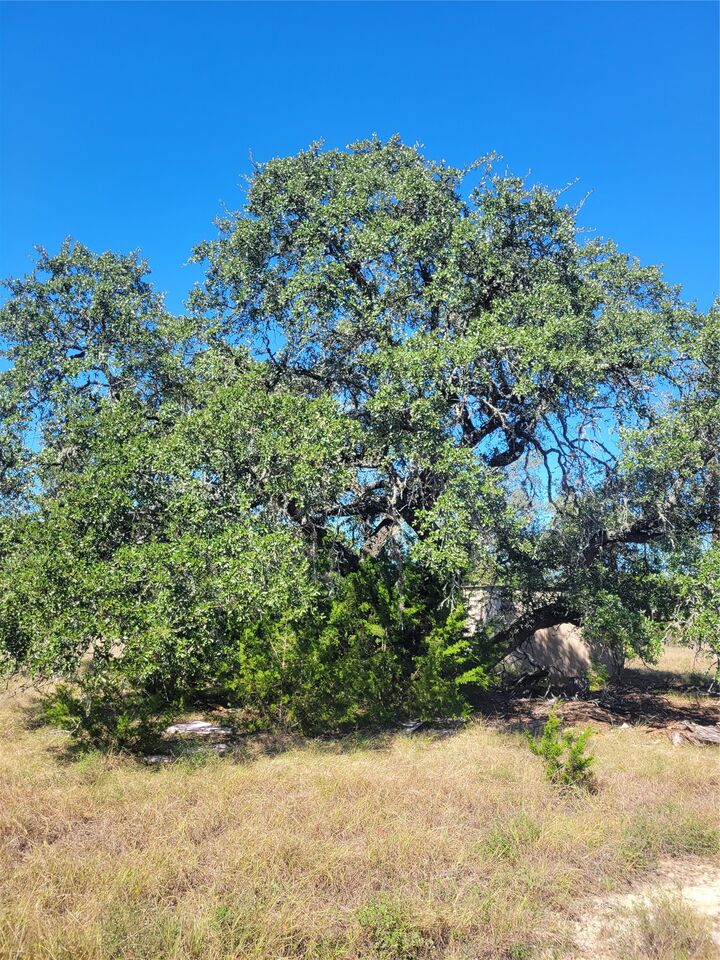 Property Photo:  628 Bonita Drive  TX 78606 