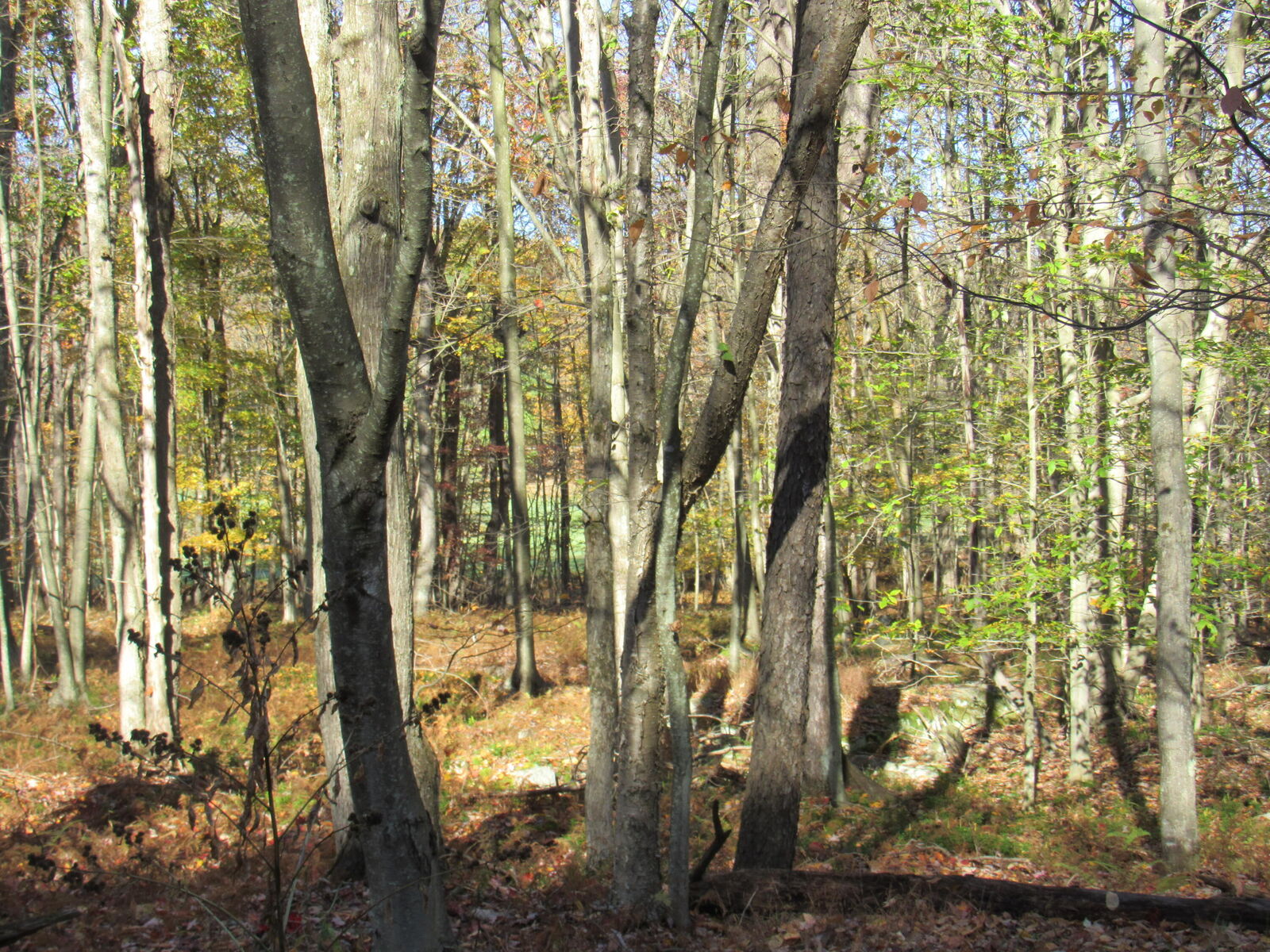 Property Photo: 17 Port Au Prince/Clifton Bluff PA 15801