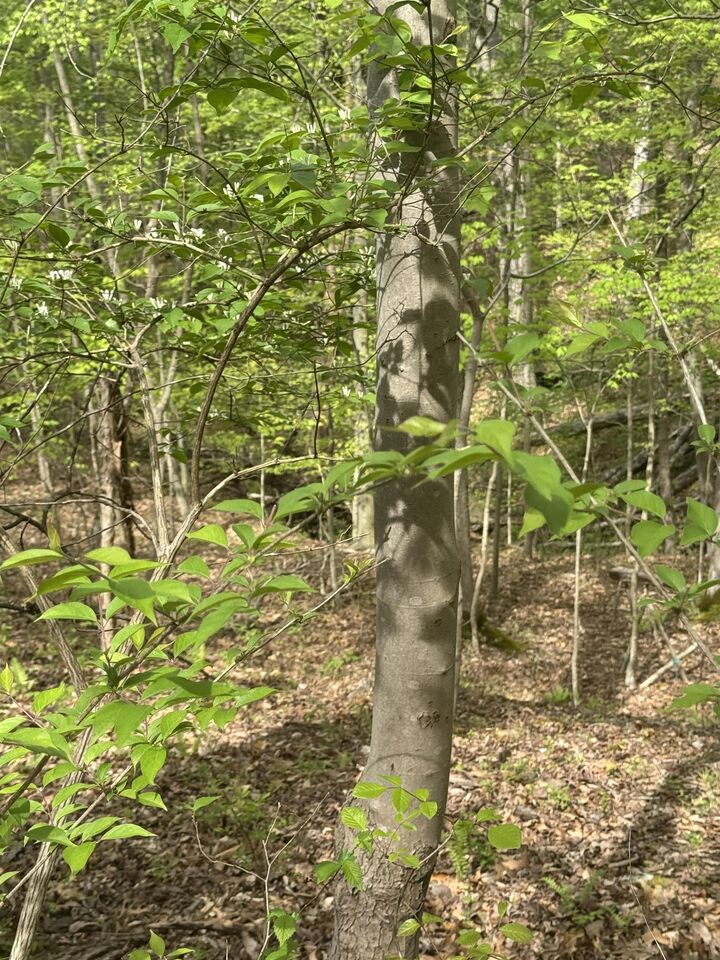 Property Photo: 0 Guyan River Road/Estate Dr WV 25702