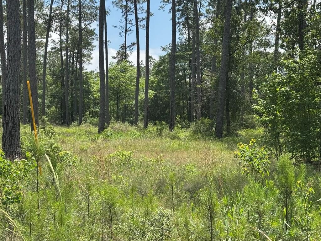 Property Photo: Lot 009 Private Rd 6028 TX 75931